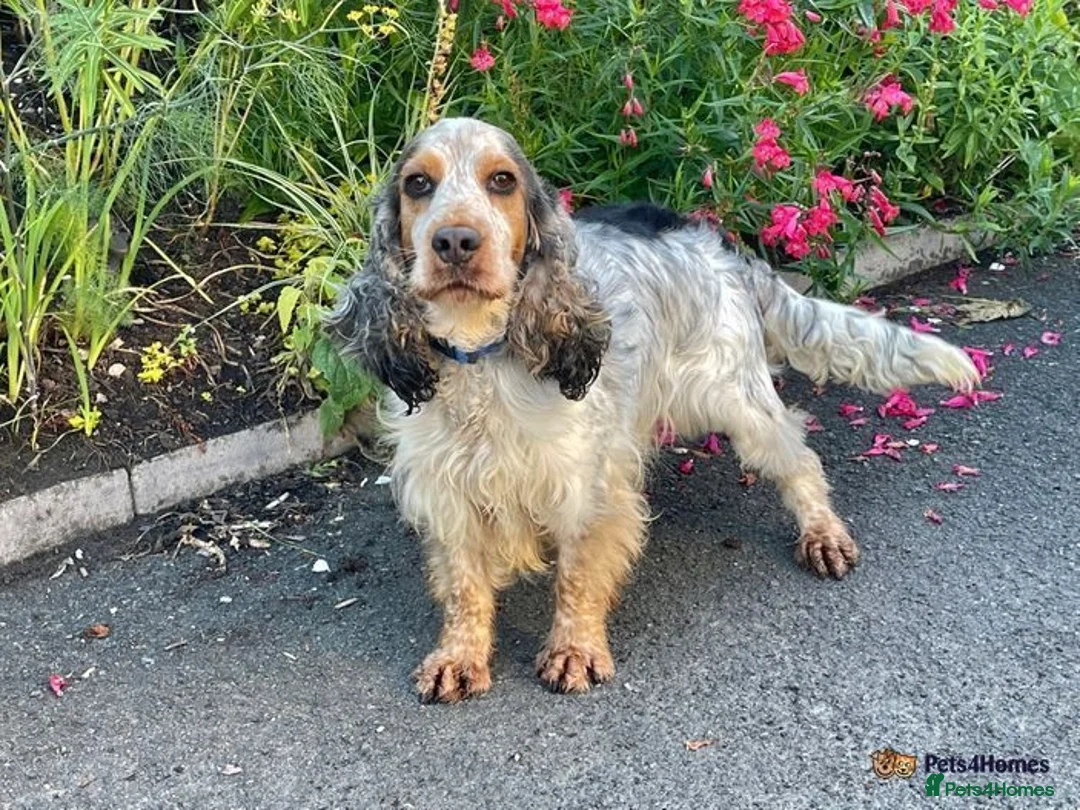 Cocker Spaniel dogs for stud: Kcd show Cocker standing at Stud  in Alston - Advert 3