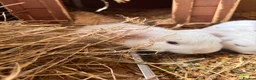 Mini Lop rabbits for sale: 3 white beauty’s for sale NEED TO GO  - Advert 10