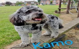 Cavapoo dogs for sale: SWEETEST CAVAPOO PUPPIES  - Image 12