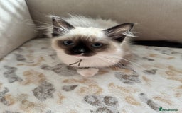 Ragdoll cats for sale: Beautiful Pedigree Ragdolls THREE LEFT  - Image 18