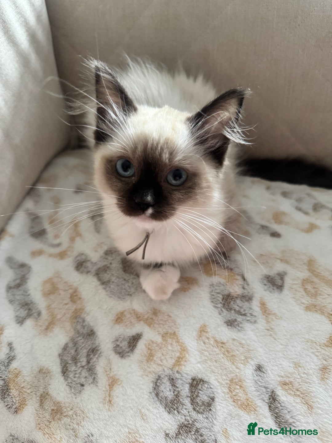 Ragdoll cats for sale: Beautiful Pedigree Ragdolls THREE LEFT  - Image 18