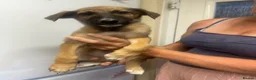 Mixed Breed dogs for sale: Saluki x German shepherd lurcher puppy  - Advert 3