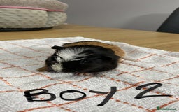 Guinea Pig rodents for sale: 3 Male Guinea Pigs - Image 5