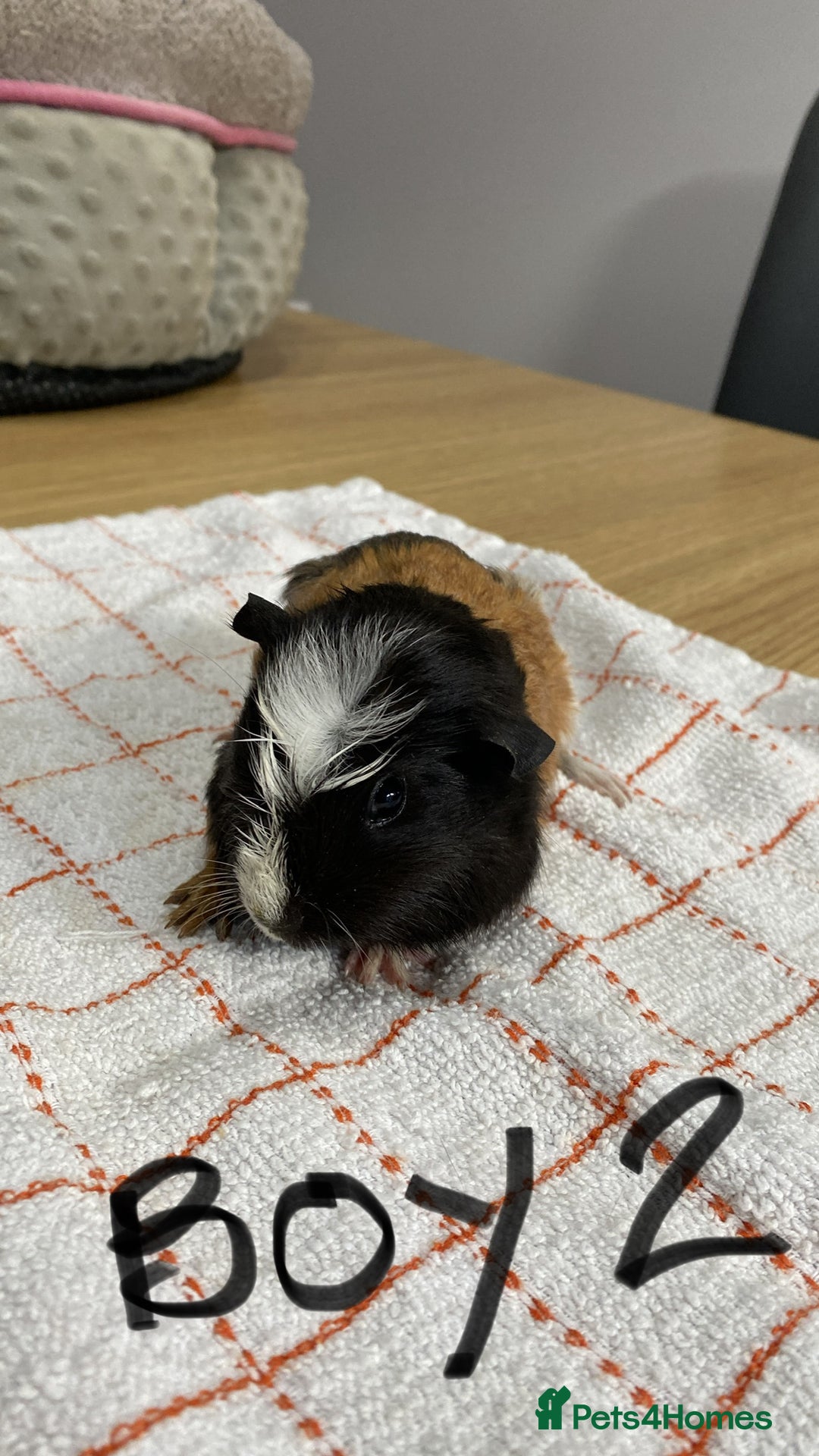Guinea Pig rodents for sale: 3 Male Guinea Pigs - Image 5