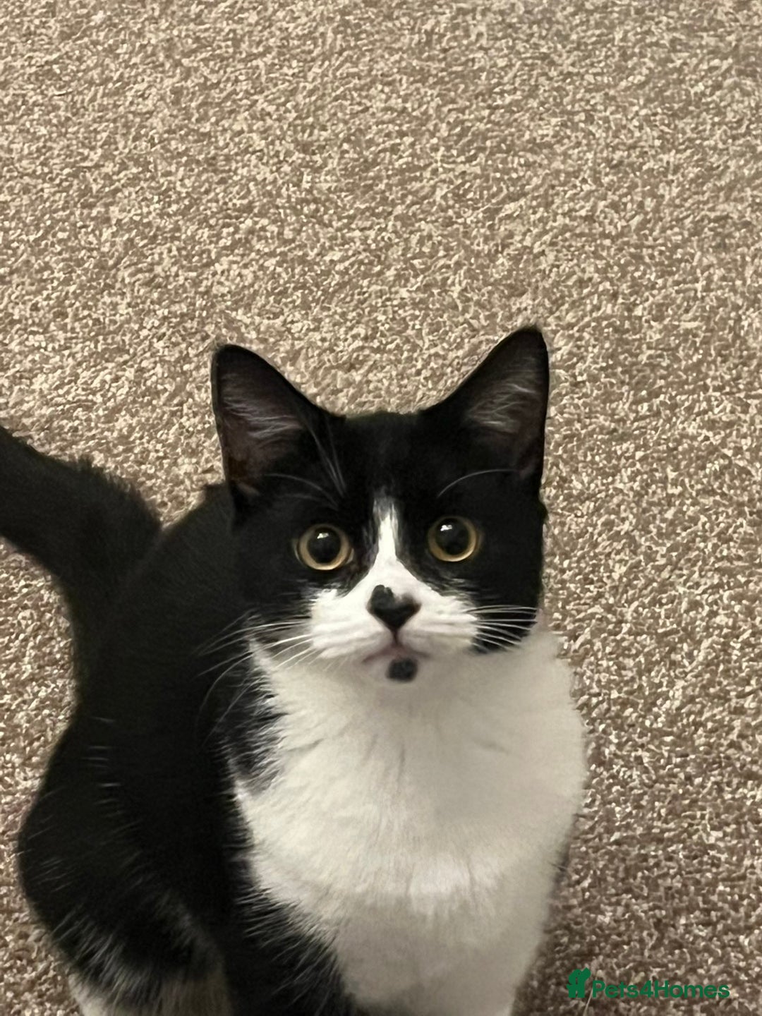 British Shorthair cats for sale: female cat for sale  - Advert 1