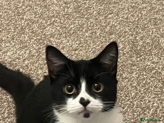 British Shorthair cats female cat for sale - Advert 1