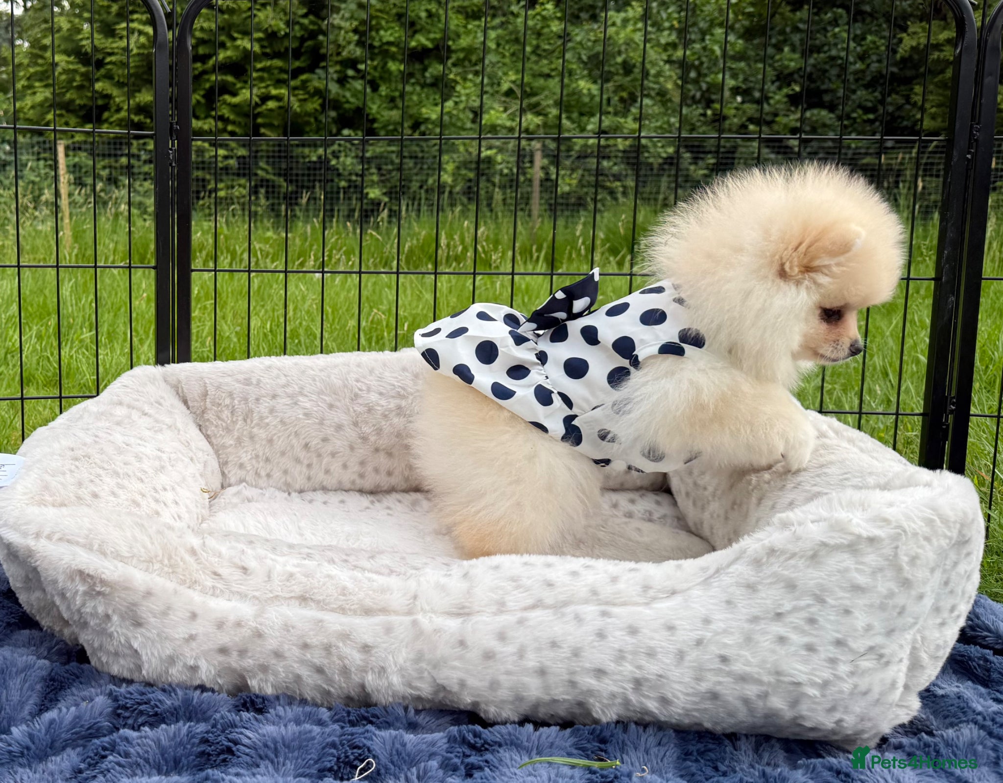 Pomeranian dogs for sale:  Rare colour Russian line Teddy Bear Pom Puppies ✨ - Advert 15