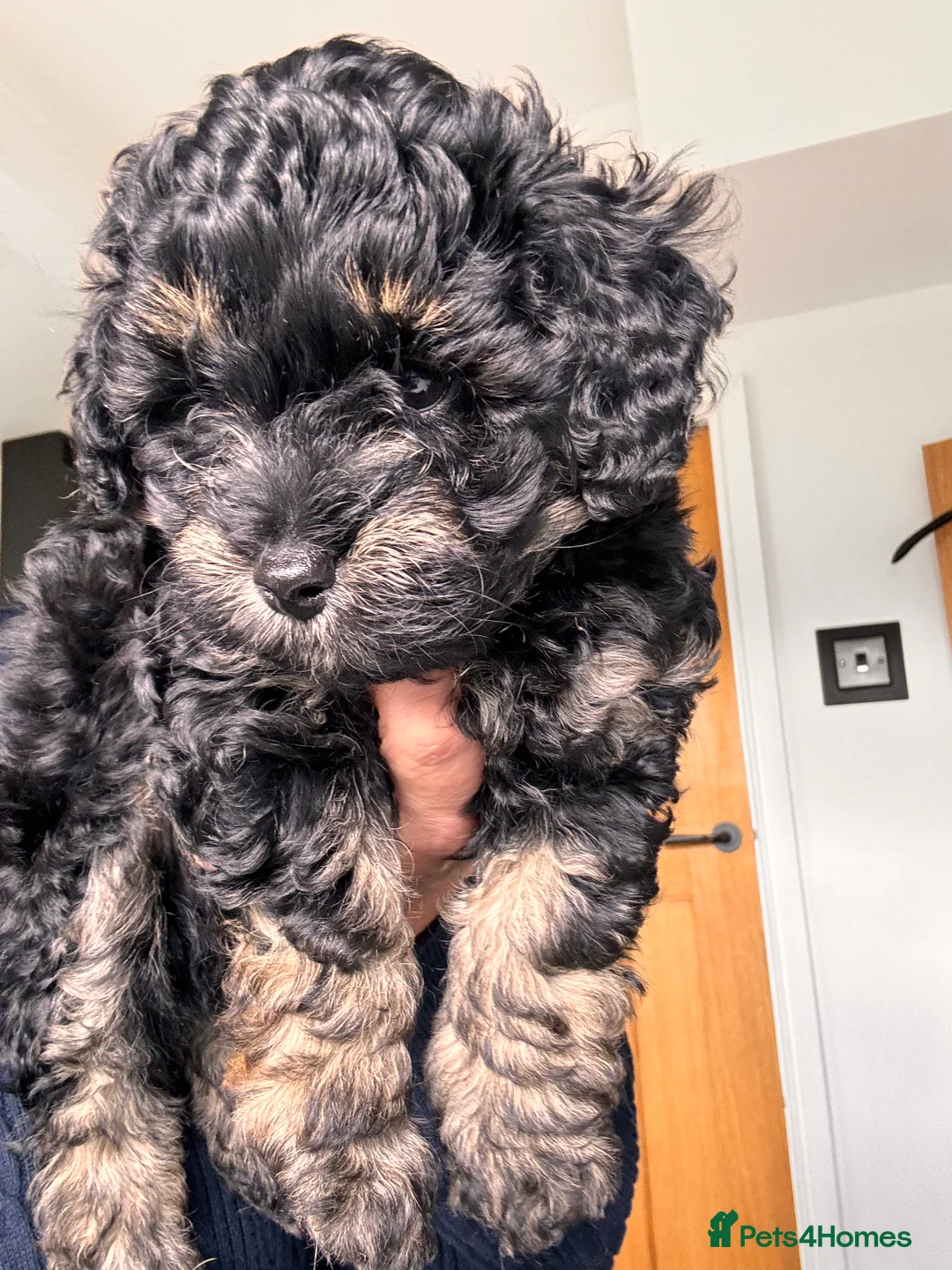 Maltipoo dogs for sale: 💎 READY NOW LAST PHANTOM BOY MALTIPOO 💎 - Advert 2