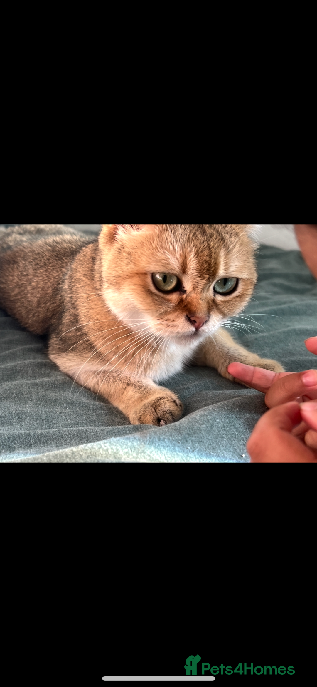 Scottish Fold cats for sale: Beautiful Golden female  - Image 5