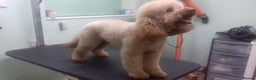 Miniature Poodle dogs for stud: Russet Red Health Tested Miniature Poodle Stud in Warwick - Advert 19
