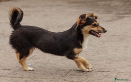 Mixed Breed dogs for adoption: 💖🐶 TONY 🐶💖 - Image 4