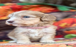 Cockapoo dogs for sale: Cockapoo puppies Rainbow litter  - Advert 27