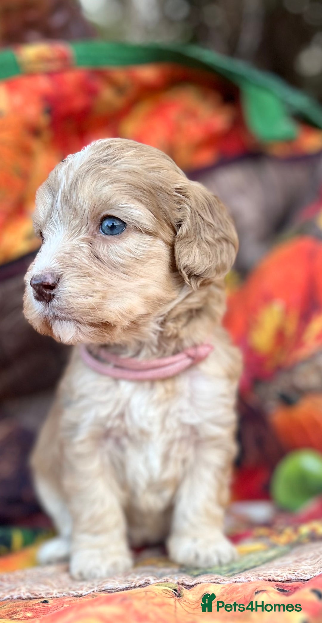 Cockapoo dogs for sale: Cockapoo puppies Rainbow litter  - Advert 27