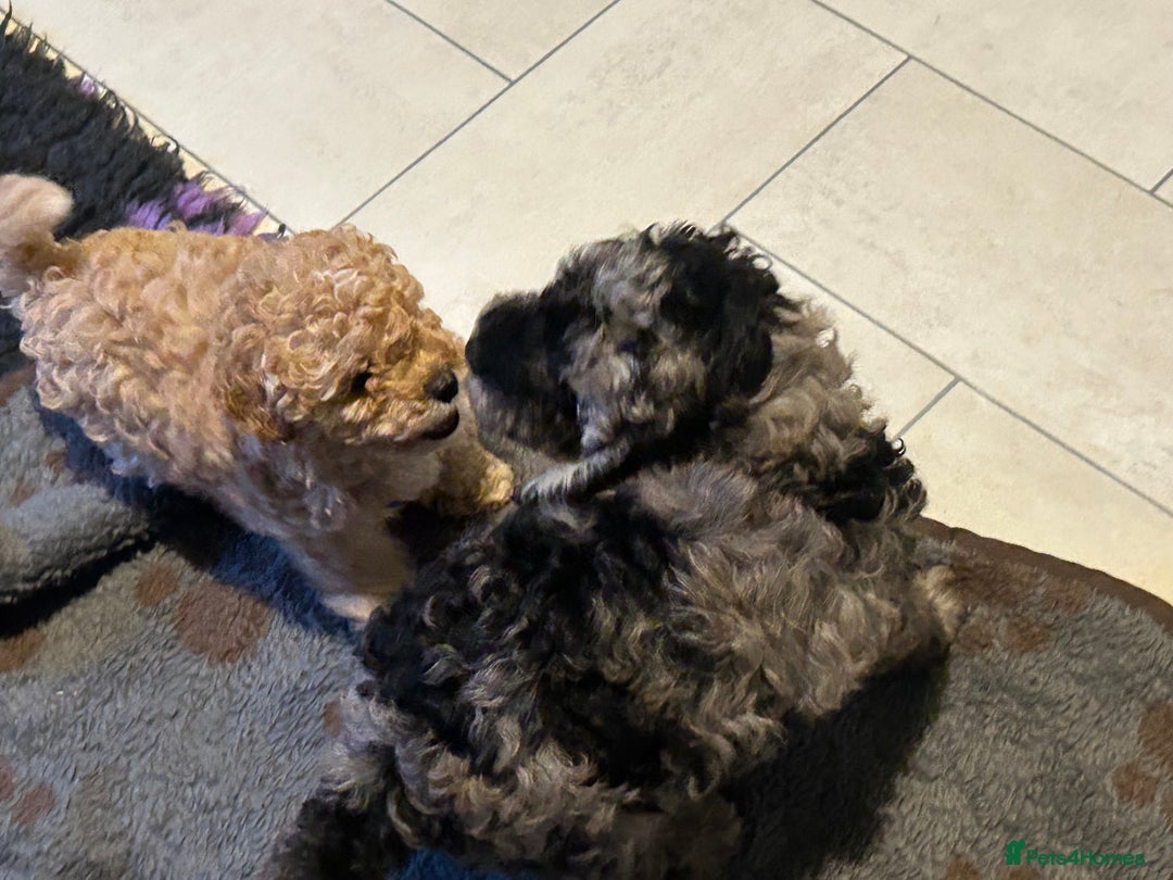 Cockapoo dogs for sale: Miniature cockapoo puppies Merle and Apricot - Image 18