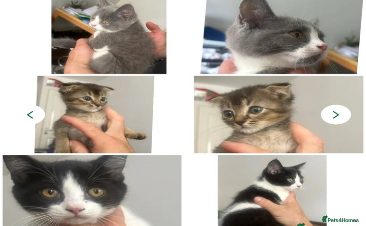 Mixed Breed cats - Advert 4