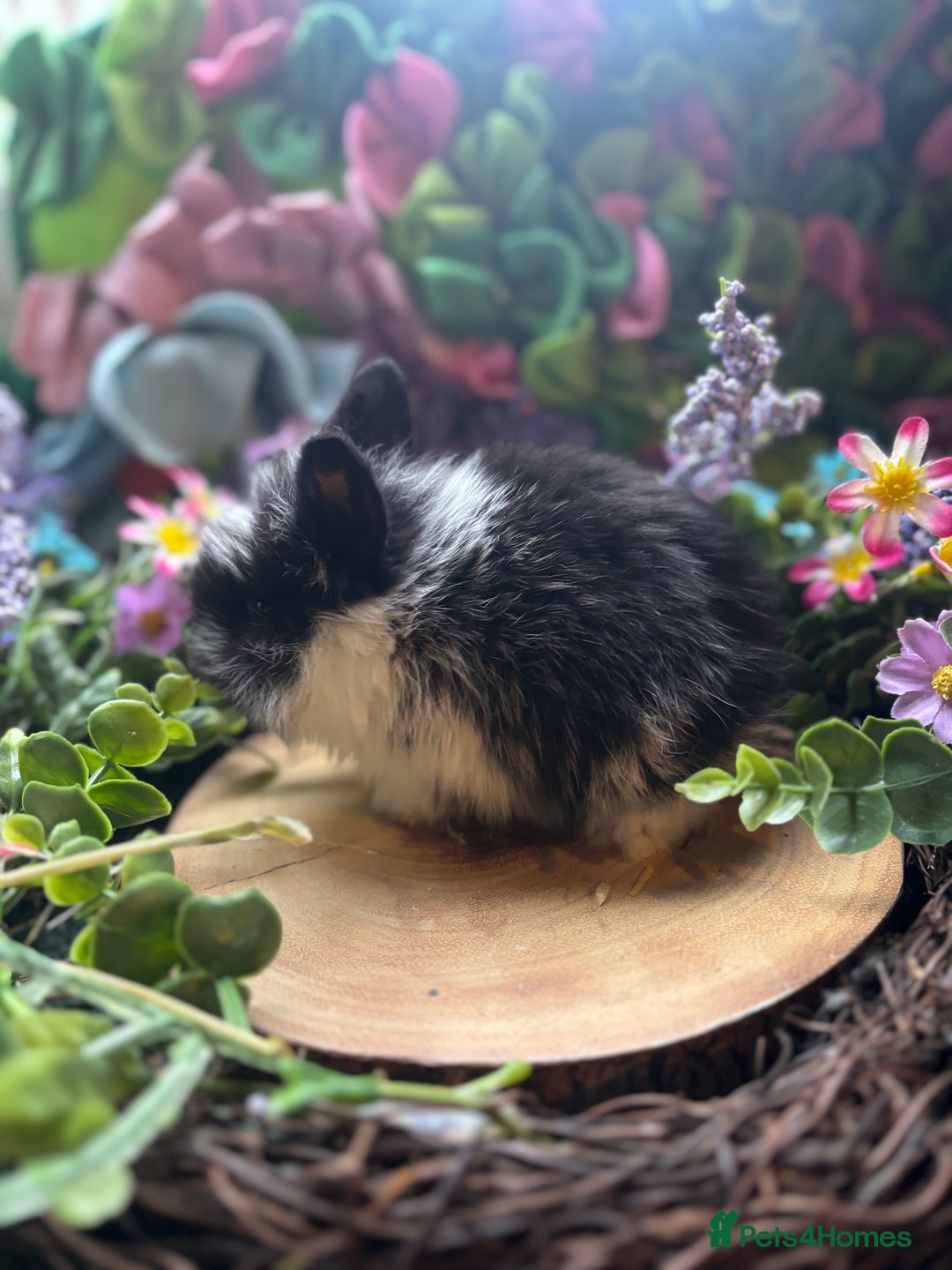 Mini Lion Lop rabbits for sale: Mini lion lops  - Advert 8