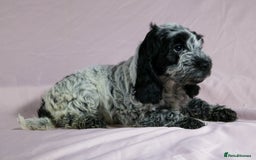 Cockapoo dogs for sale: Ready now beautiful litter F1B cockapoo puppies  in Leicester - Image 23