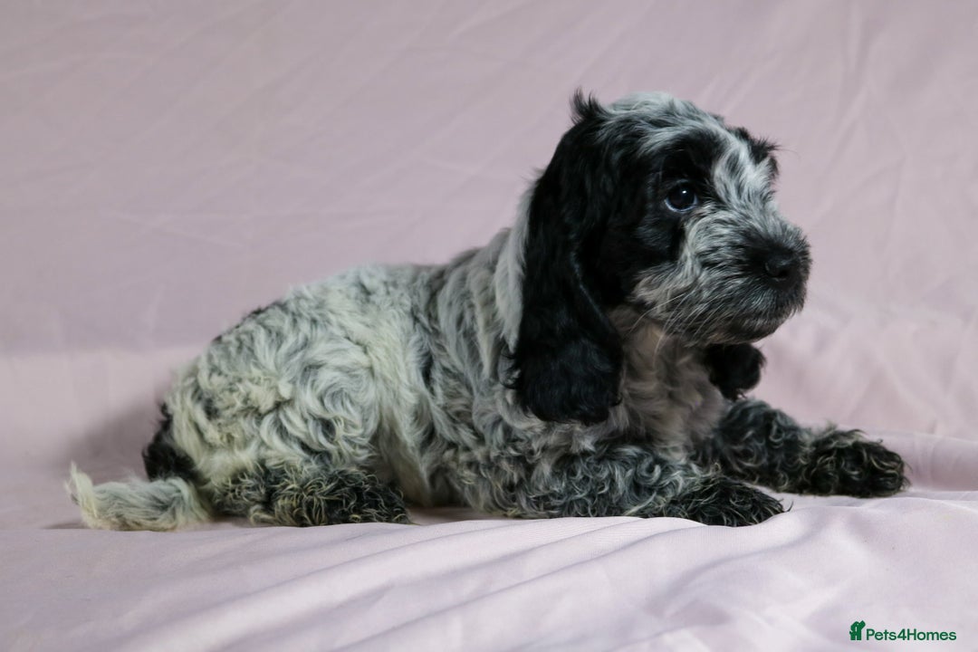Cockapoo dogs for sale: Ready now beautiful litter F1B cockapoo puppies  in Leicester - Image 23