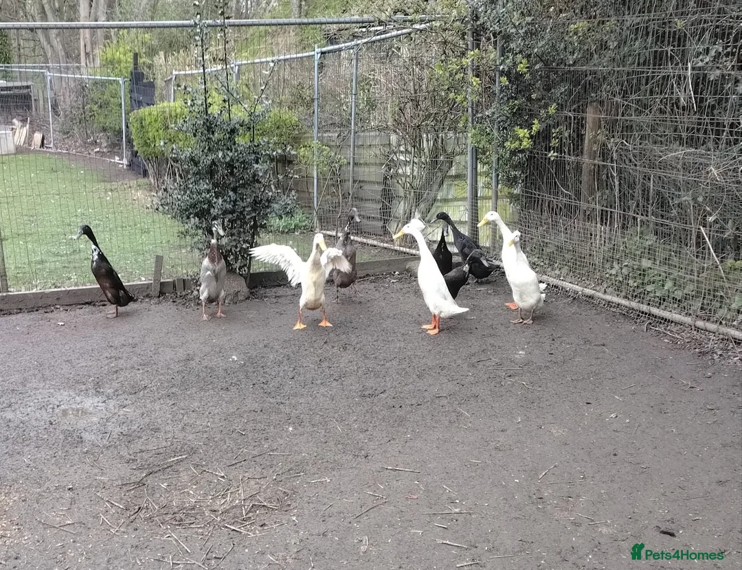 Ducks poultry for sale: Male and female runner ducks  - Advert 1