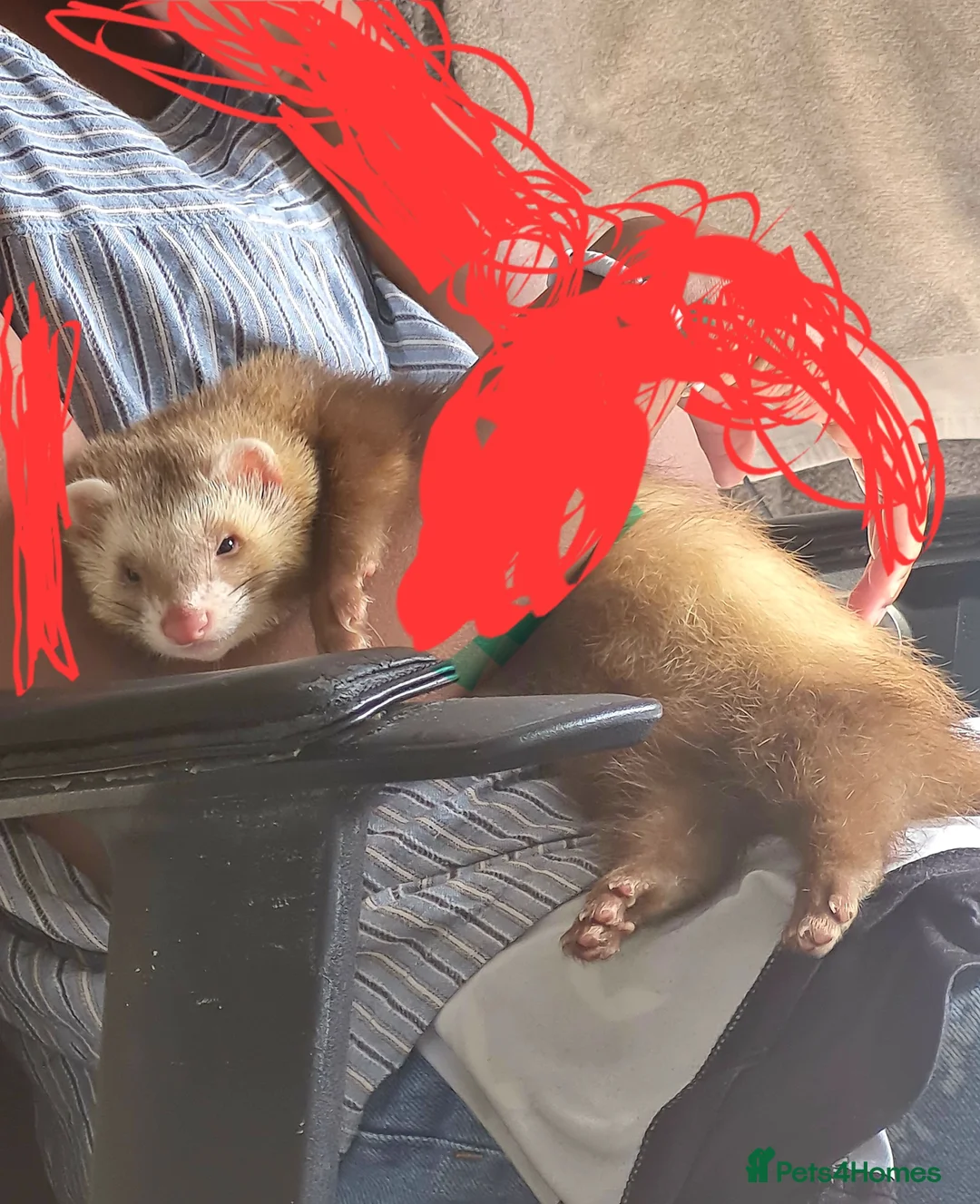 Ferret rodents for sale: Semi angora hob for stud in Willenhall - Advert 3