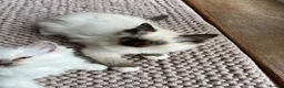 Ragdoll cats for sale: GCCF Registered purebred Ragdoll kittens - Advert 2