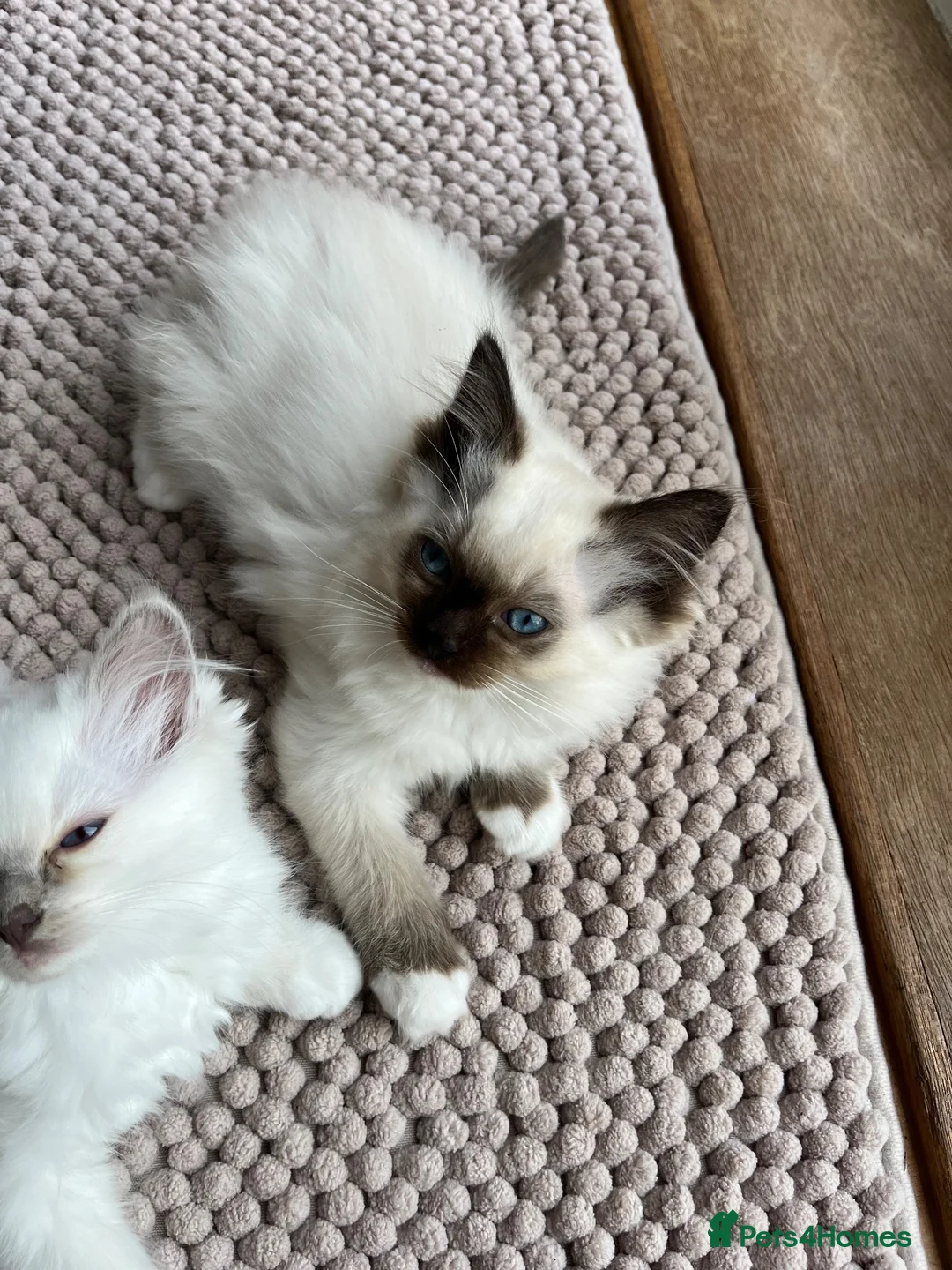 Ragdoll cats for sale: GCCF Registered purebred Ragdoll kittens - Advert 2