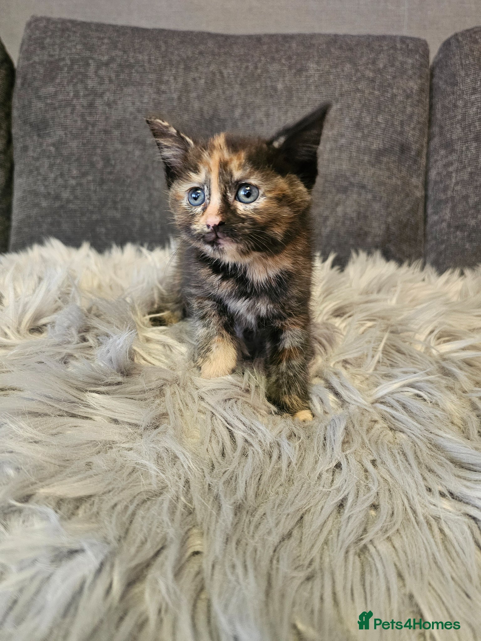 Mixed Breed cats Maine Mixed kittens  - Advert 1