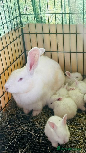 New Zealand rabbits Purebred New Zealand Rabbits Socialized & Healthy - Advert 1