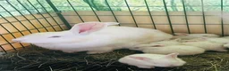 New Zealand rabbits for sale: Purebred New Zealand Rabbits Socialized & Healthy - Advert 1