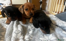 Miniature Dachshund dogs for sale: kc reg miniature smooth Dachshund 1 girl 1 boy - Image 11