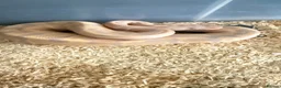 Python Snake reptiles for sale: Candy-GHI-66% het Pied Female - Advert 17
