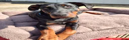 Dobermann dogs for sale: 4 year old male Doberman - Travis - Advert 6