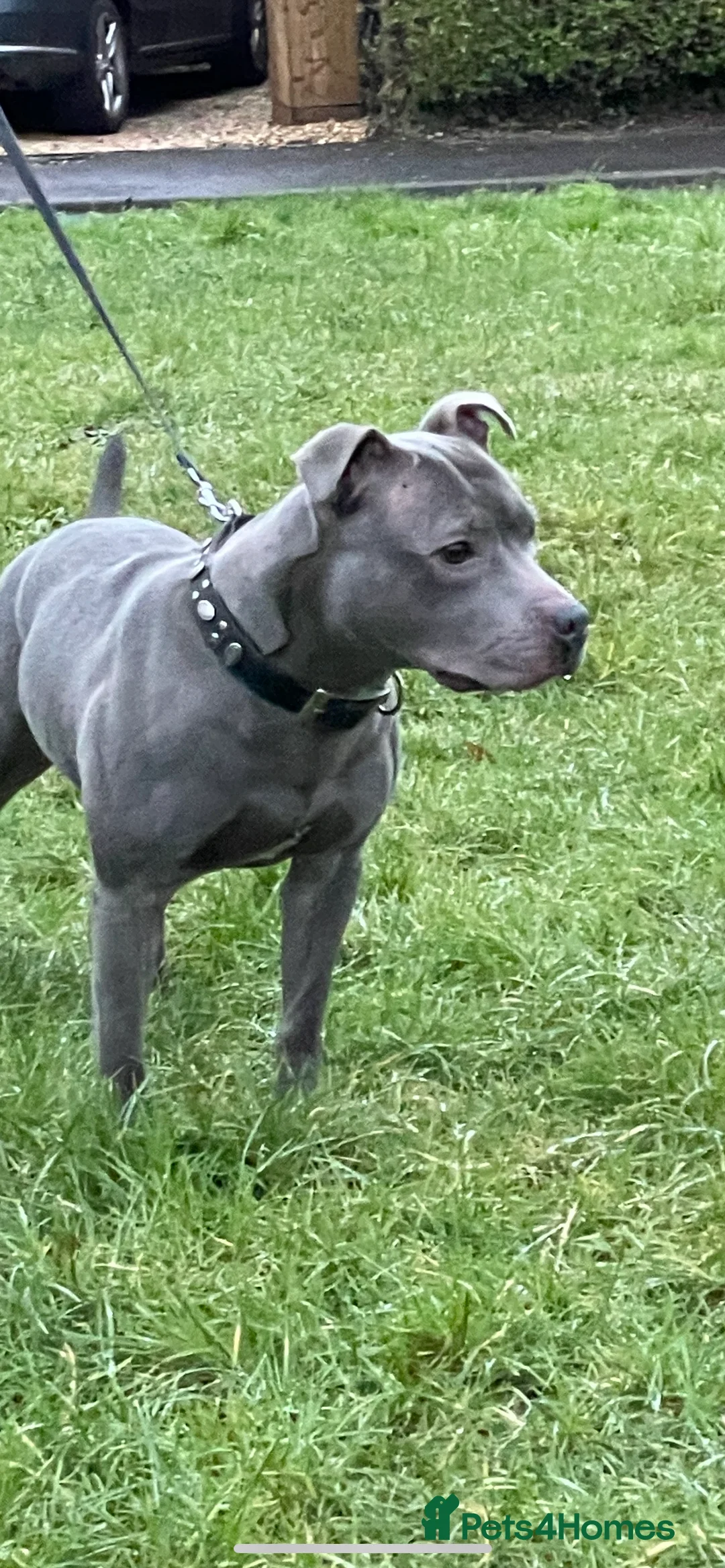 Staffordshire Bull Terrier dogs for stud: Blue Siras Blue Staffordshire bull terrier stud  in Stroud - Advert 3