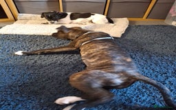 Mixed Breed dogs for sale:     Female 12 month old staff cross boxer - Image 3