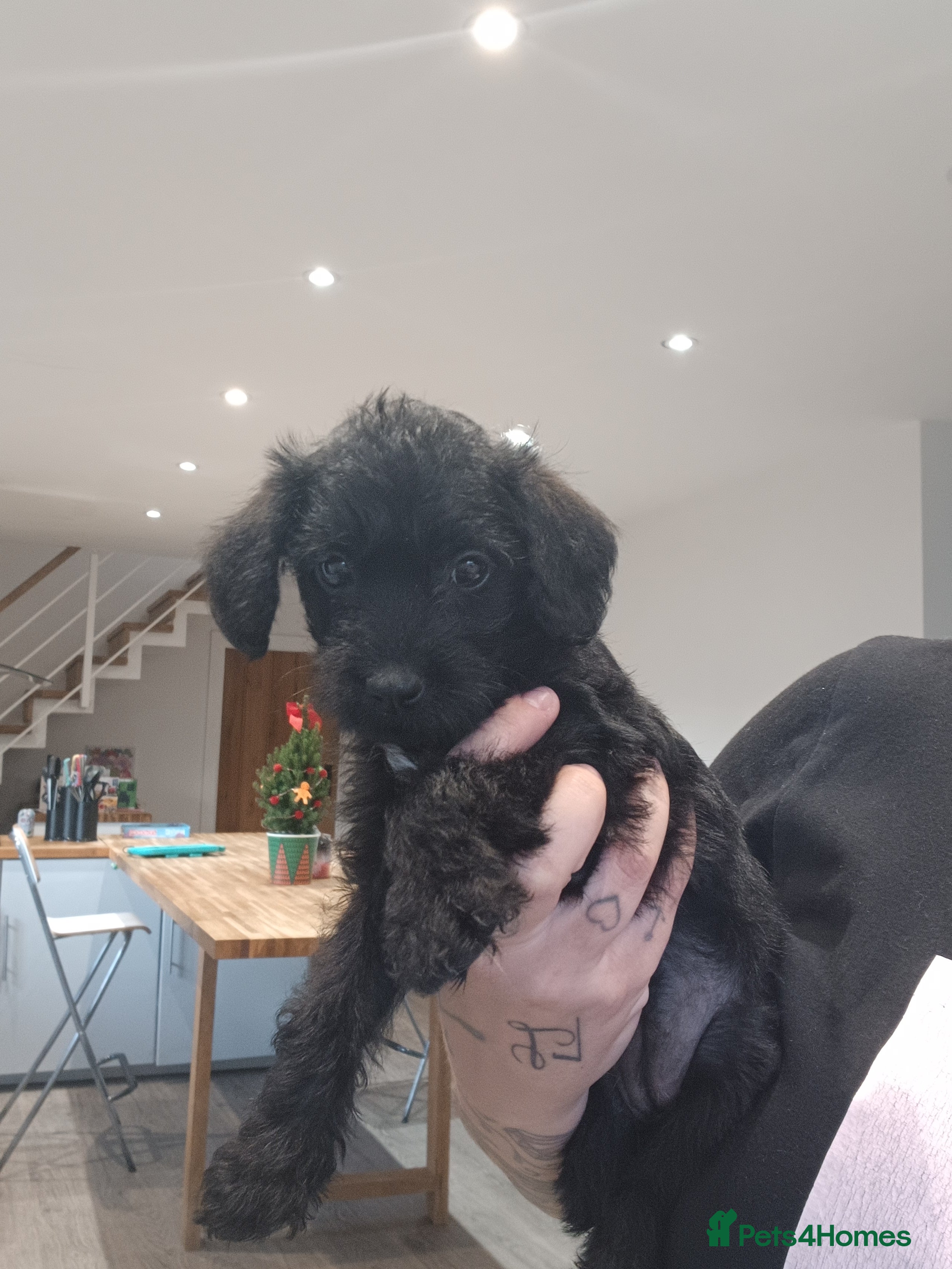 Schnoodle dogs LAST GIRL LEFT - Schnoodles  - Advert 3