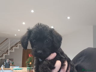 Schnoodle dogs LAST BOY LEFT - Schnoodles - Advert 5