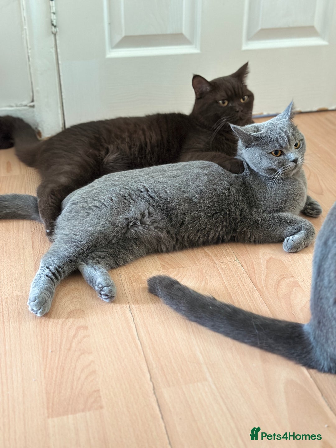 British Shorthair cats for sale: British shorthair blue kitten - Image 7