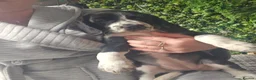 Bocker dogs for sale: Bocker puppies luking new home  in Boston - Advert 3