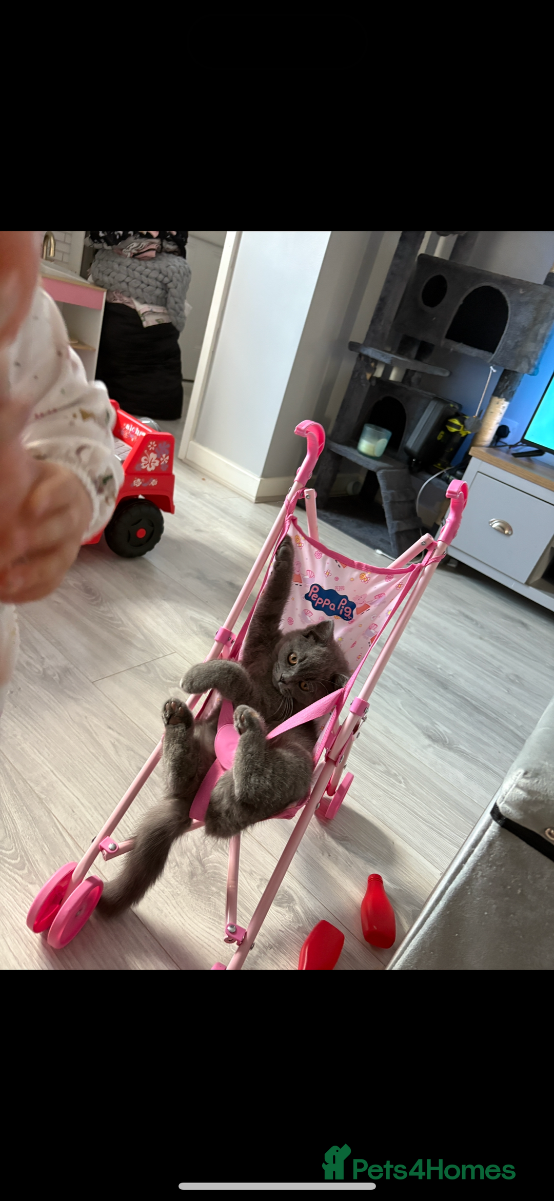 British Shorthair cats for sale: Meet stitch!  - Image 2