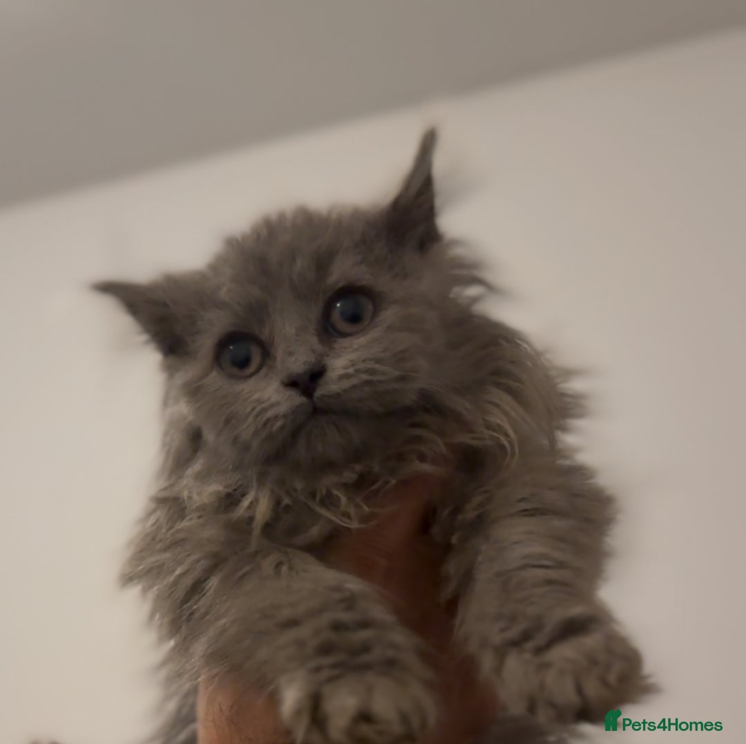 British Longhair cats for sale: Adorable British Longhair Kittens Ready Now! - Advert 17