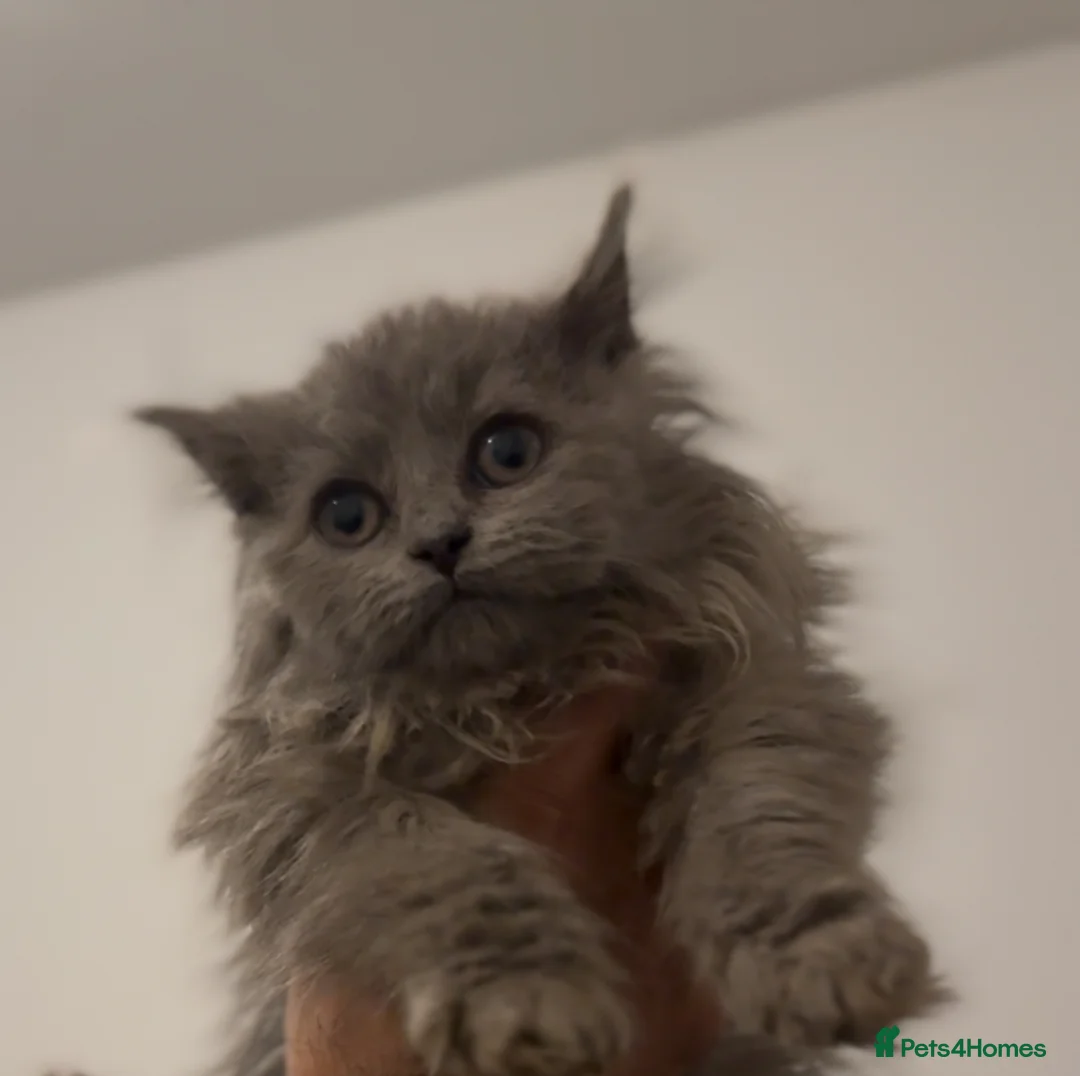 British Longhair cats for sale: Adorable British Longhair Kittens Ready Now! - Advert 17