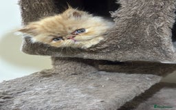 Persian cats for sale: Pedigree Persian Kittens ready to be rehomed - Image 34