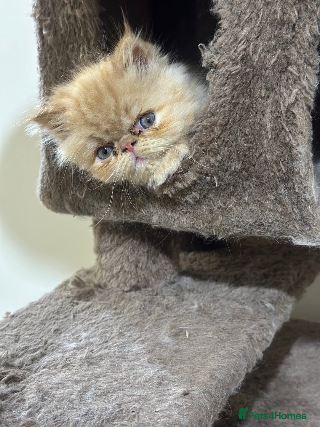 Persian cats for sale: Pedigree Persian Kittens ready to be rehomed - Image 34