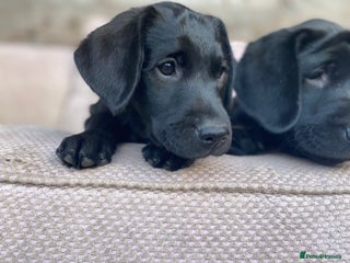 Labrador Retriever dogs - Advert 5