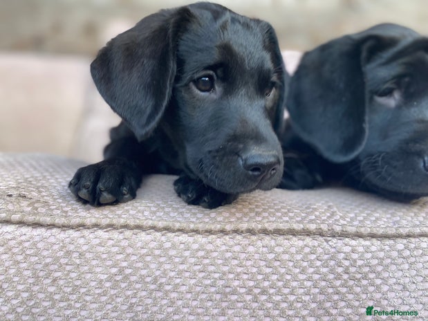 Labrador Retriever dogs - Advert 5