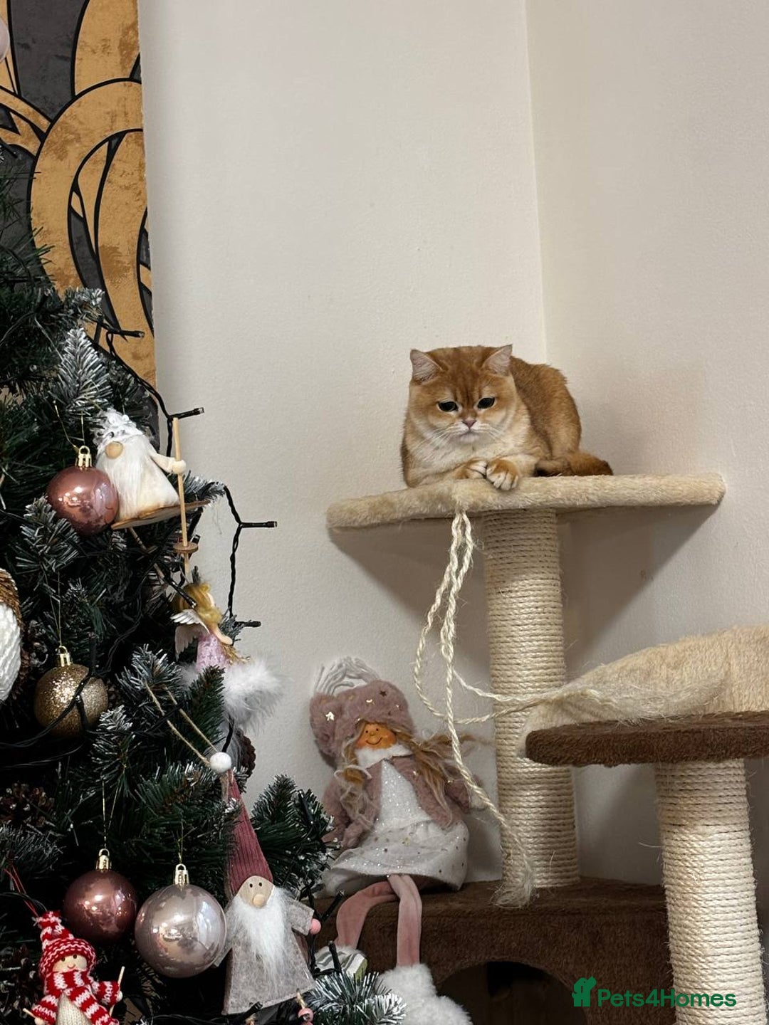 British Shorthair cats for sale: Charming British golden chinchillas - Advert 2