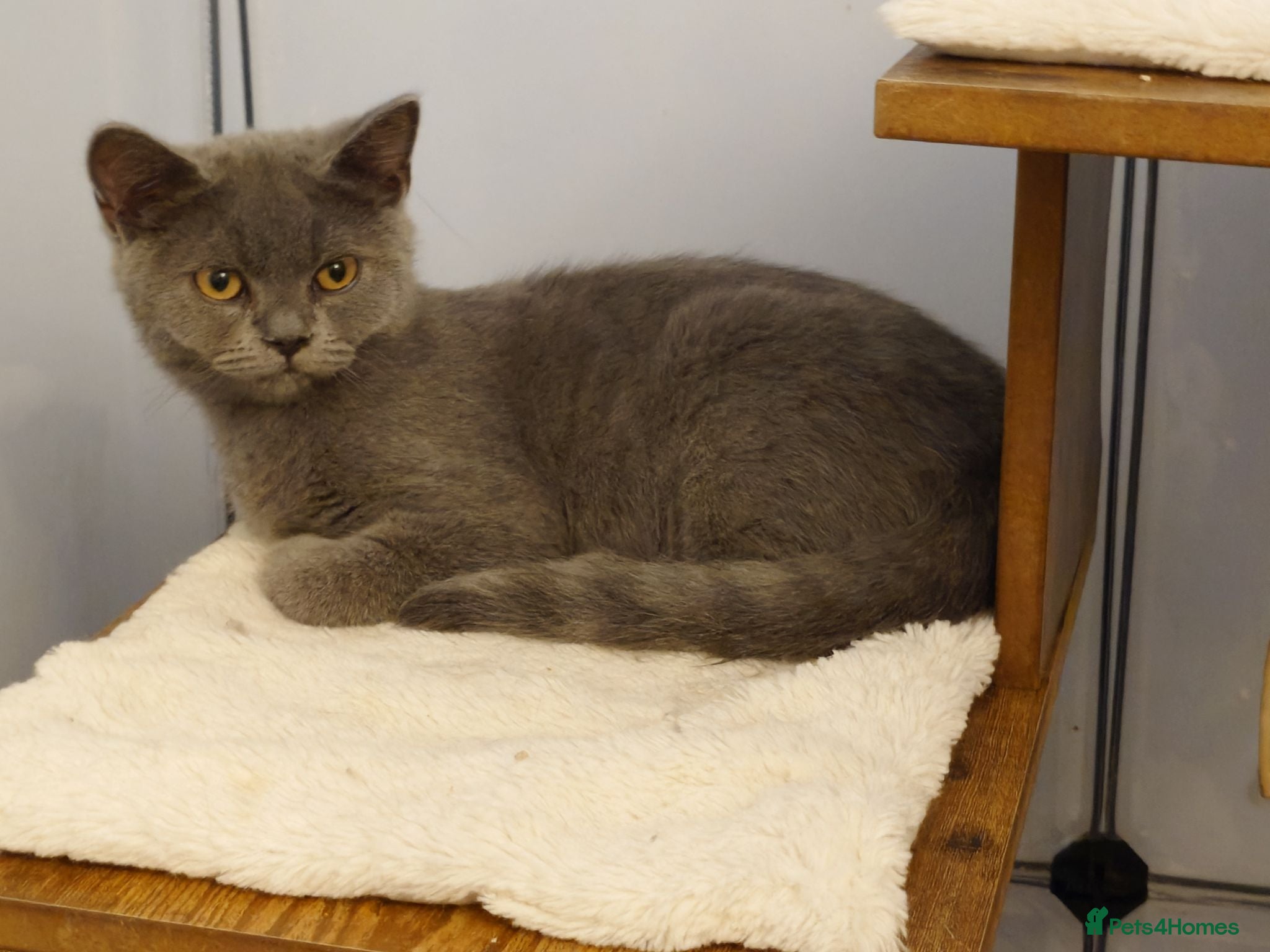 British Shorthair cats 1 boy and 1 girl left ready for they're forever🏠 - Advert 1