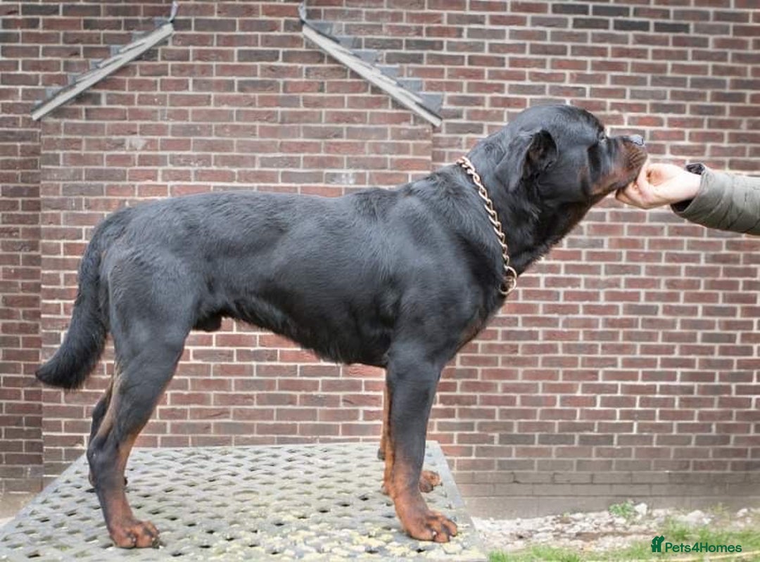 Rottweiler dogs for stud: Stunning Boy Available For Stud……. in Diss - Image 5