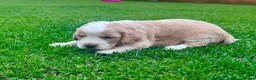 Cockapoo dogs for sale: Beautiful Cockapoo Babies 🐾🐾🐾 - Advert 18