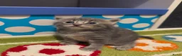 Mixed Breed cats for sale: Adorable grey kittens & tabby grey kittens  in Salisbury - Advert 22
